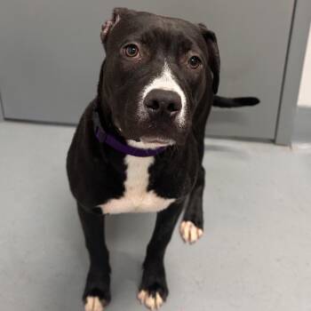 Blossom -  Terrier and Mixed Breed Dog for Adoption in Mount Vernon, Indiana - Blossom | PetCurious