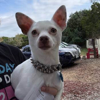 Rescue Chihuahua Dogs for Adoption in Boerne, Texas - Bowser | PetCurious