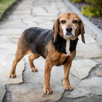 Barge -  Beagle Dog for Adoption in Cape Girardeau, Missouri - Barge | PetCurious