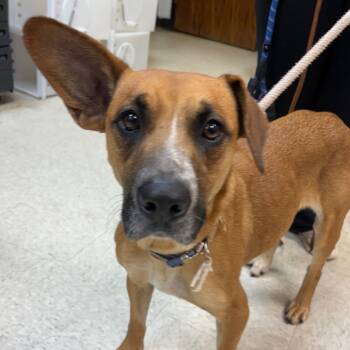 Rescue Mixed Breed Dogs for Adoption in Columbus, Georgia - 11/21/2025-Stray-WestPointGeorgia-1 | PetCurious