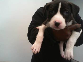 Mixed Breed Dogs Available for Adoption - BRITTANY | PetCurious