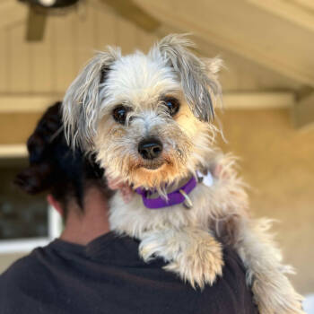 Rescue Maltese Dogs for Adoption in Ramona, California - Kurtwood | PetCurious