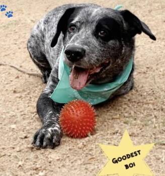 Australian Cattle Dog Blue Heeler Dogs Available for Adoption in Wantagh, New York - MAGNUM- Seeking Foster / Adopter -1400 + Days In The Shelter  | PetCurious