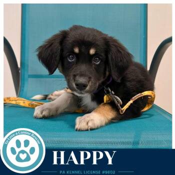Happy (Mood Boosters) 071826 -  Great Pyrenees and Labrador Retriever Dog for Adoption in Kimberton, Pennsylvania - Happy (Mood Boosters) 071826 | PetCurious