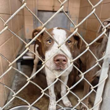 Fred -  Labrador Retriever Dog Available for Adoption in Gautier, Mississippi - Fred | PetCurious