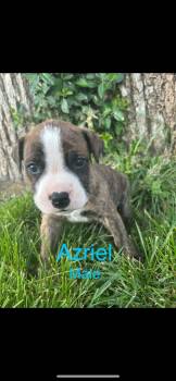 Mixed Breed Dogs Available for Adoption in Harrodsburg, Kentucky - Azriel | PetCurious