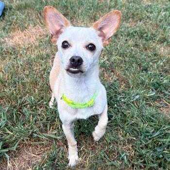 Asha -  Chihuahua and Mixed Breed Dog for Adoption in Wadena, Minnesota - Asha | PetCurious