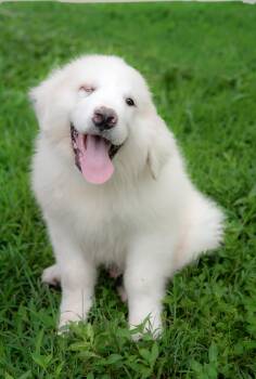 Maxwell -  Great Pyrenees Dog for Adoption in Nashville, Tennessee - Maxwell | PetCurious