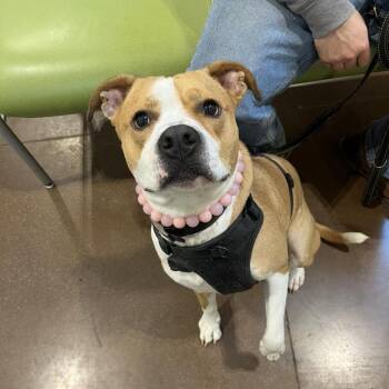American Staffordshire Terrier and Mixed Breed Dogs Available for Adoption in Roanoke, Virginia - Ozzy | PetCurious