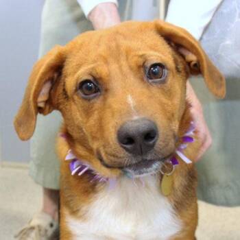 Jack -  Mixed Breed Dog for Adoption in Lansing, Michigan - Jack | PetCurious