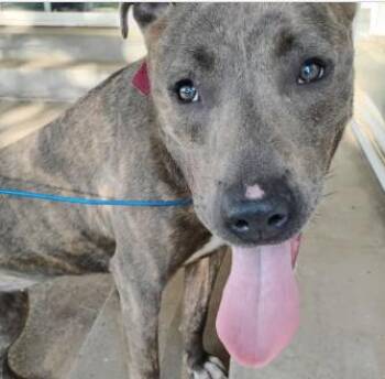 Catahoula Leopard Dog and American Bully Dogs Available for Adoption in Frazier Park, California - Ruby | PetCurious