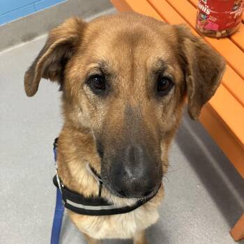 German Shepherd Dog Dogs Available for Adoption in Hilliard, Ohio - Willow Rose | PetCurious
