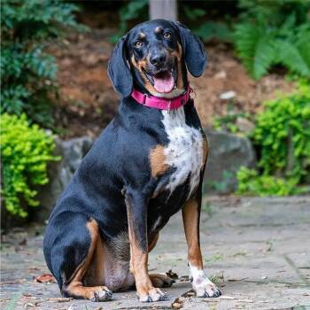 Remi (TN) -  Black And Tan Coonhound Dog for Adoption - Remi (TN) | PetCurious