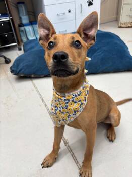 Espresso -  Hound Dog for Adoption in Findlay, Ohio - Espresso | PetCurious