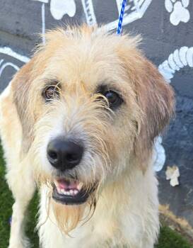 Tiger Lily - FOSTER NEEDED -  Labradoodle Dog for Adoption in New York, New York - Tiger Lily - FOSTER NEEDED | PetCurious