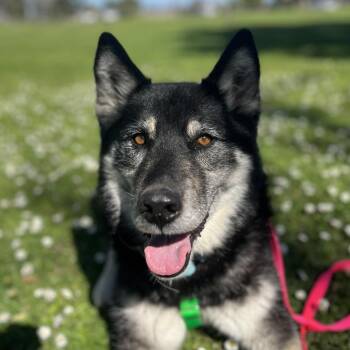 Billie -  German Shepherd Dog Dog for Adoption in Goleta, California - Billie | PetCurious