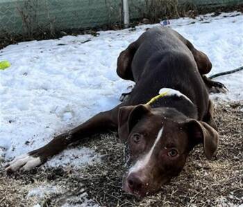 Pit Bull Terrier and Mixed Breed Dogs Available for Adoption - COCOA | PetCurious
