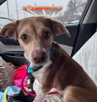 Beagle Dogs Available for Adoption - Caramel | PetCurious