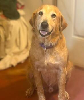Moose -  Golden Retriever Dog for Adoption in Caldwell, Texas - Moose | PetCurious