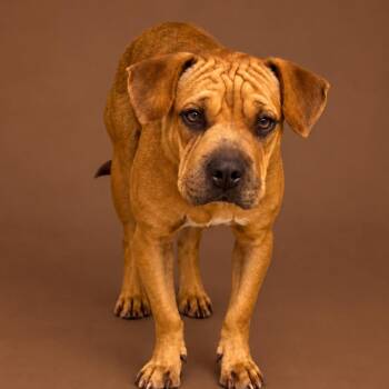 Bodie - Adoption Pending -  Shar Pei and Mixed Breed Dog for Adoption in Scottsdale, Arizona - Bodie - Adoption Pending | PetCurious