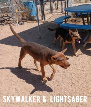 Australian Kelpie and Shepherd Dogs Available for Adoption - Skywalker | PetCurious