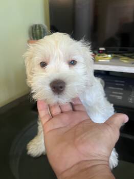 Marshmallow  -  Miniature Schnauzer Dog for Sale in Milwaukee, Wisconsin - Marshmallow  | PetCurious