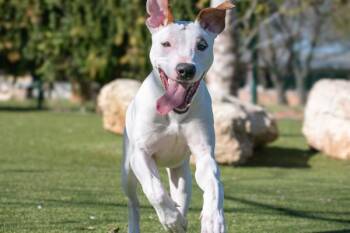 Whippet and Smooth Fox Terrier Dogs Available for Adoption - Schnucki | PetCurious