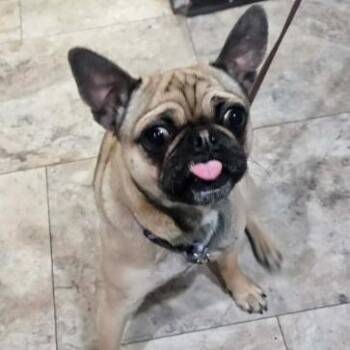 Pug Dogs Available for Adoption in Fort Collins, Colorado - Curly Fry | PetCurious