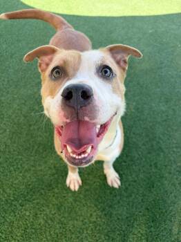 Daphne -  Pit Bull Terrier Dog for Adoption in Cleveland, Ohio - Daphne | PetCurious