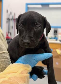 Banjo (Bx11) -  Labrador Retriever and Golden Retriever Dog for Adoption in Hartsville, South Carolina - Banjo (Bx11) | PetCurious