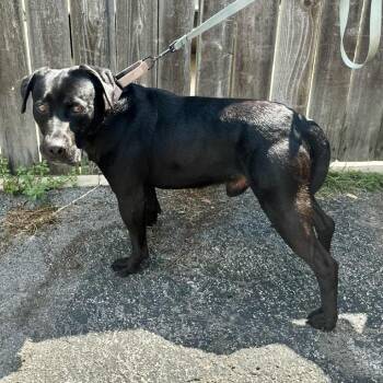Black Labrador Retriever and Mixed Breed Dogs Available for Adoption in Union, Missouri - Bert K21 | PetCurious