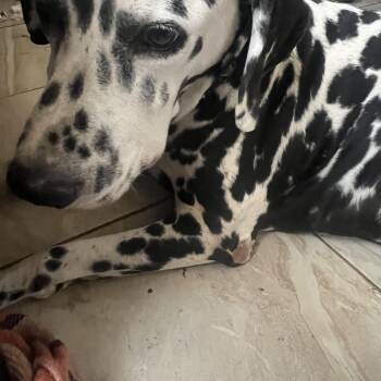 Tucker-Tempe, AZ -  Dalmatian Dog for Adoption in San Diego, California - Tucker-Tempe, AZ | PetCurious