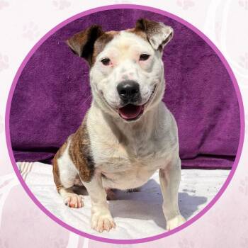 Tony the Tiger -  Mixed Breed Dog for Adoption in Toms River, New Jersey - Tony The Tiger | PetCurious