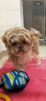 Maltese and Mixed Breed Dogs Available for Adoption in Fremont, California - A197854 | PetCurious