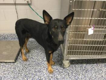 A1925159 -  German Shepherd Dog Dog for Adoption in Thousand Palms, California - A1925159 | PetCurious