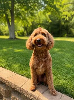 Splash -  Goldendoodle Dog for Adoption in Rockville, Maryland - Splash | PetCurious