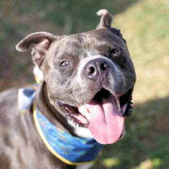 GUCCI -  American Bulldog Dog for Adoption in San Antonio, Texas - GUCCI | PetCurious