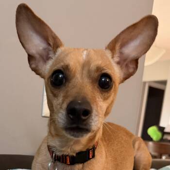 Trooper -  Chihuahua Dog for Adoption in Normal, Illinois - Trooper | PetCurious