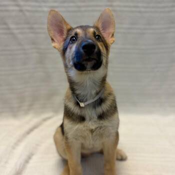 Gale -  German Shepherd Dog Dog for Adoption in Hawthorne, California - Gale | PetCurious