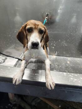 Boone -  Beagle Dog for Adoption in Whitewater, Wisconsin - Boone | PetCurious