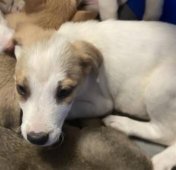 Mixed Breed Dogs Available for Adoption in Dallas, Texas - MARIAH | PetCurious