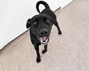 Labrador Retriever Dogs Available for Adoption - CINDER | PetCurious