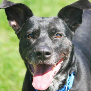 Labrador Retriever Dogs Available for Adoption in Hayward, Wisconsin - Ginger | PetCurious