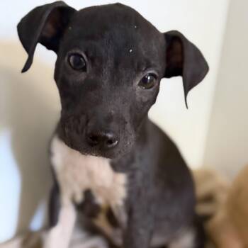 Textron -  Mixed Breed Dog for Adoption in Columbia, South Carolina - Textron | PetCurious