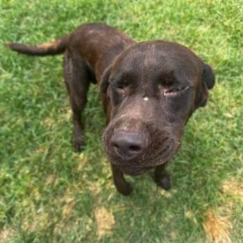 Manhattan -  Chocolate Labrador Retriever and Mixed Breed Dog for Adoption in Brownsboro, Alabama - Manhattan | PetCurious