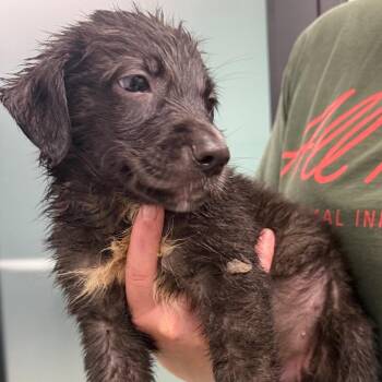 Meg -  Labrador Retriever and German Shepherd Dog Dog for Adoption in Abilene, Texas - Meg | PetCurious