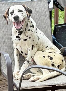 Dolly -  Dalmatian Dog for Adoption in Tonawanda, New York - Dolly | PetCurious