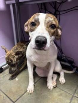 Julienne* -  Mixed Breed Dog for Adoption in El Paso, Texas - Julienne* | PetCurious