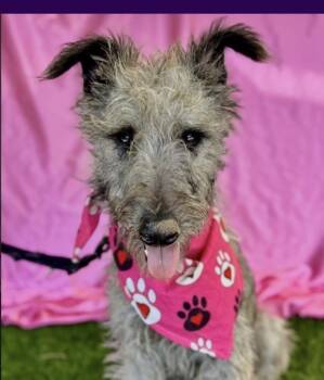 Rescue Irish Wolfhound Dogs for Adoption in Riverton, Utah - Bailey | PetCurious