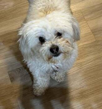 Poodle Dogs Available for Adoption - QTip | PetCurious